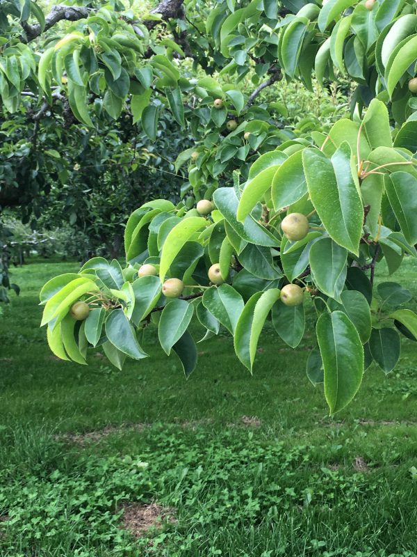 初めまして お久しぶりです 高田暮らし